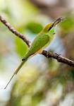 Bee Eater